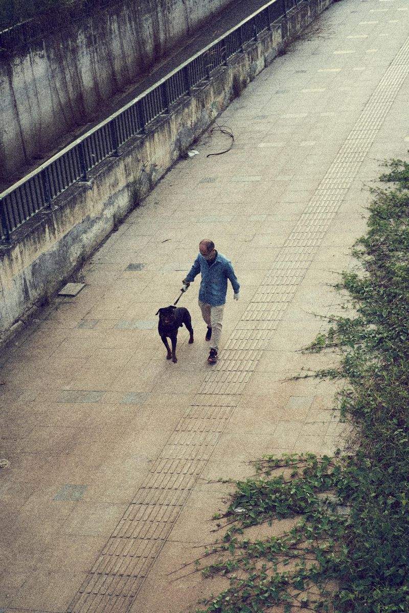 シニア犬向けゆっくり散歩